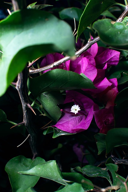 Blumen, Dunkel, Launisch, Blume Blumen