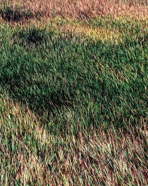 Gras, Sumpf, Feuchtgebiet, Natur