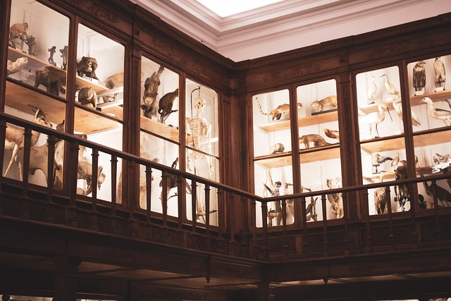 Museu, Animais, Instrumentos