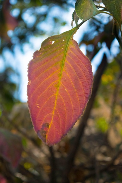 Free Orange Tree photo and picture