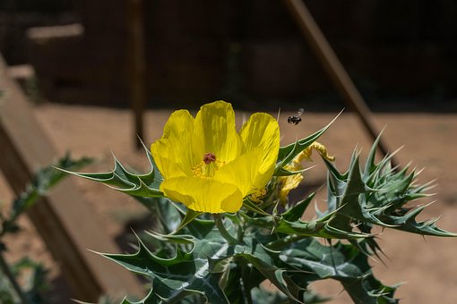 Free Fly Nature photo and picture