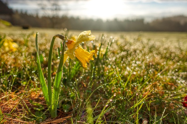 Free Easter Flower photo and picture