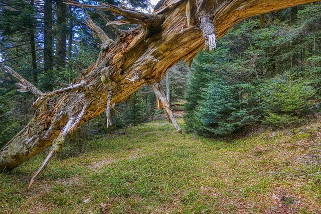 Free Tree Broken photo and picture