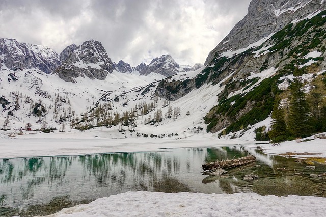 Free Tree Ice photo and picture