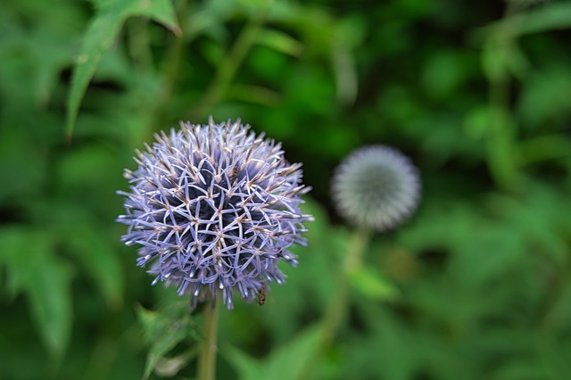 Free Thistle Flower photo and picture