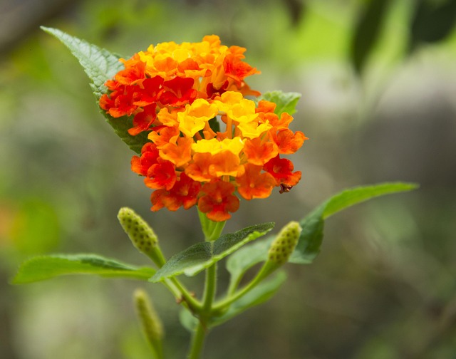 Free Flower Red photo and picture
