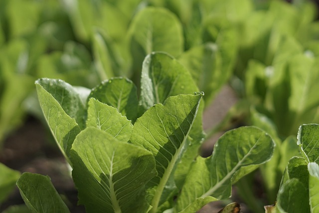Free Vegetable Plant photo and picture