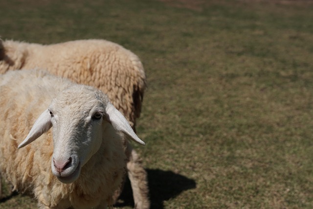 Free Sheep Animal photo and picture