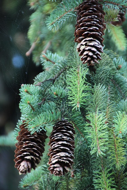 Free Cones Pine Wood photo and picture