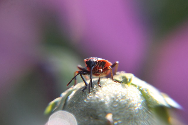 Free Insect Macro photo and picture