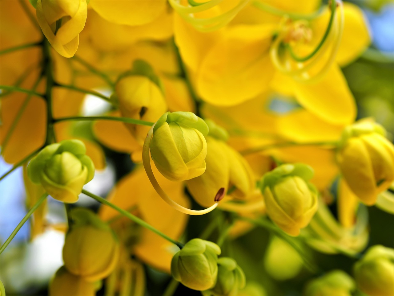 Hanging Yellow Flower Low Tree Free photo on Pixabay Pixabay