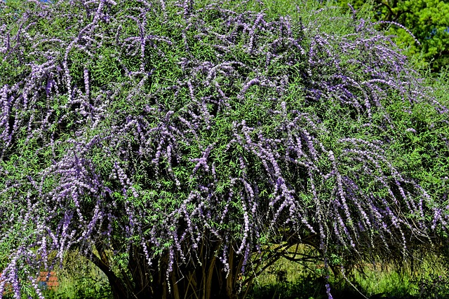 灌木 植物 开花 - Pixabay上的免费照片 - Pixabay