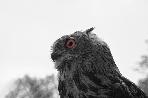 Free Owl Uhu photo and picture