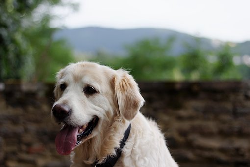 Free Dog Golden Retriever photo and picture