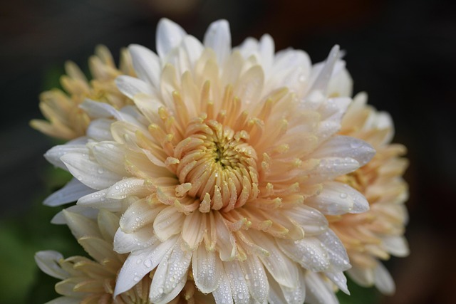 Chrysantheme, Regentropfen, Blüte