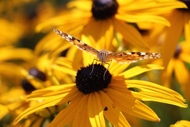Free Thistle Butterfly Butterfly photo and picture