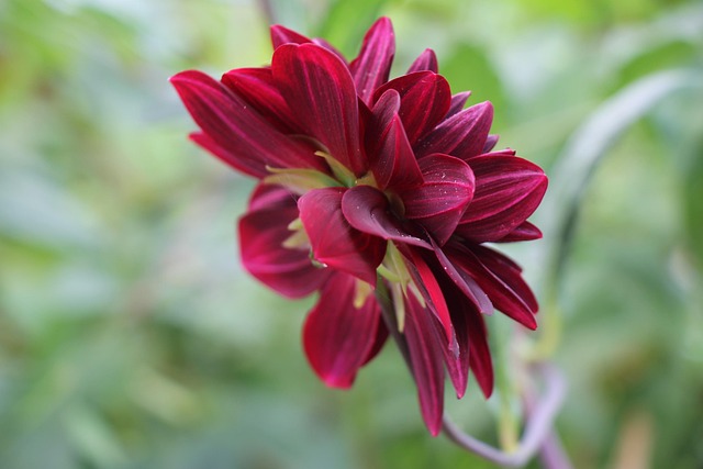 Free Flower Flower Wallpaper photo and picture