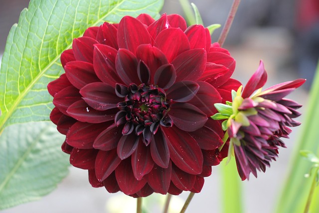 Free Dahlia Flower photo and picture