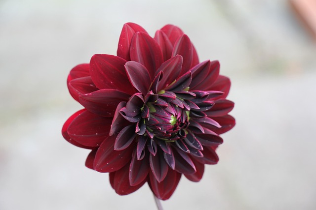 Free Dahlia Flower photo and picture