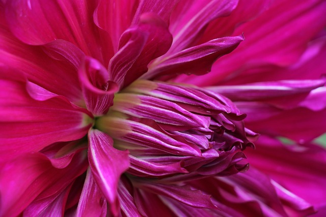 Free Flower Pink photo and picture