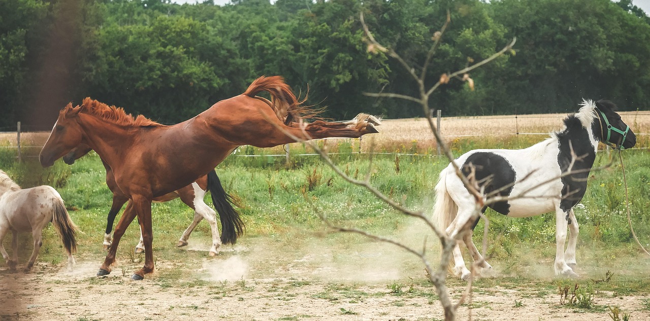 Horse - free online jigsaw puzzle photo