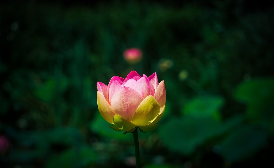 天天啪中文无码