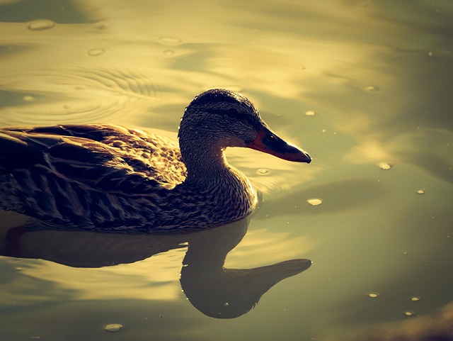 Free Duck Reflections photo and picture