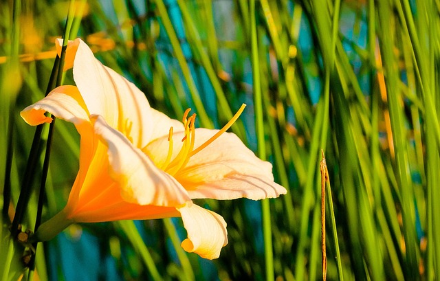 Free Flower Orange photo and picture