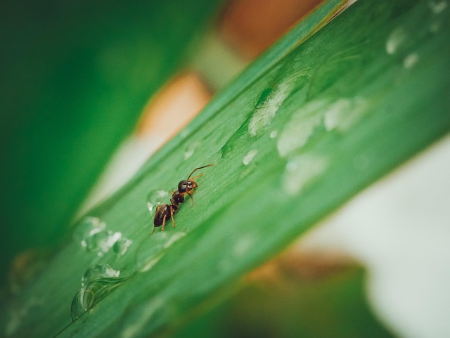 Free Ant Beautiful Flowers photo and picture