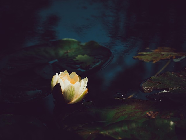 Free Water Lily Beautiful Flowers photo and picture