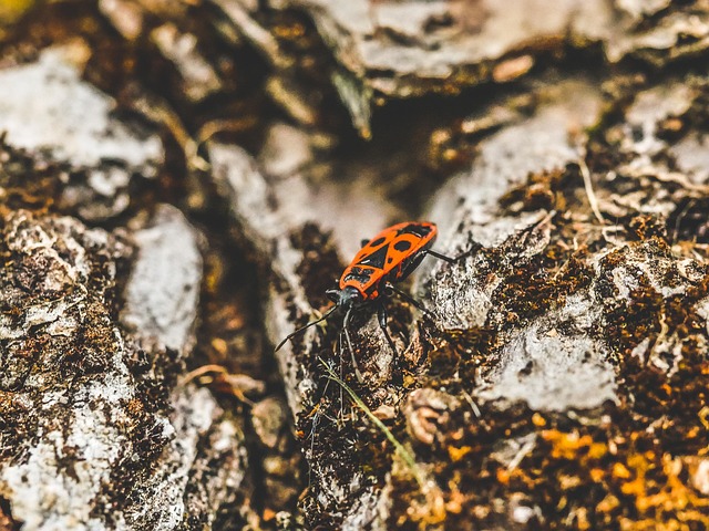 Free Rock Insect photo and picture