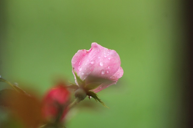 Free Easter Rose photo and picture