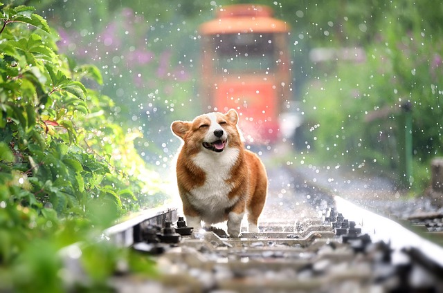 A working dog in action