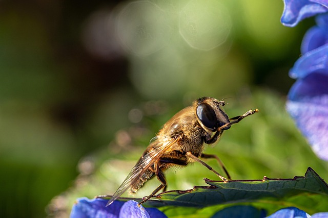 Free Bee Insect photo and picture