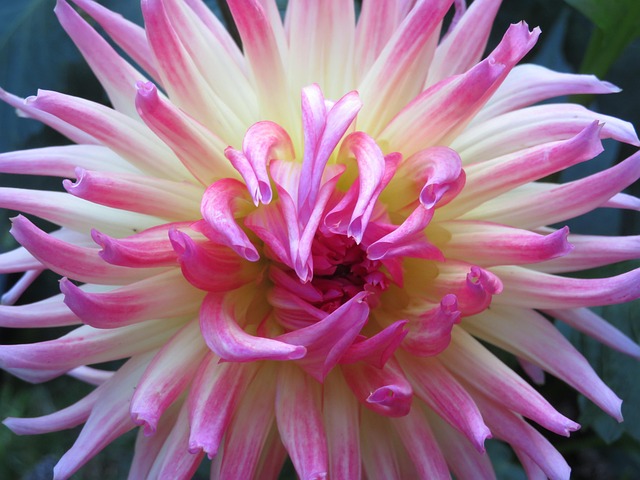 Bloom, Floare, Botanică, Decorativ, Roz