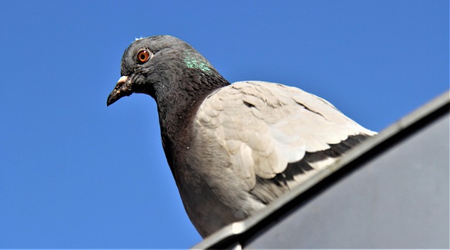 Free Pigeon Bird photo and picture