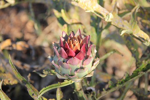 Free Plant Flower photo and picture