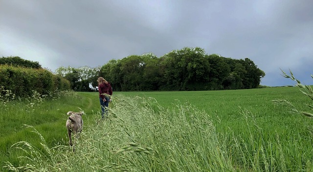 Free Walking Woods photo and picture