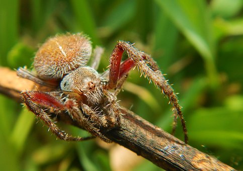 Free Spider Web photo and picture