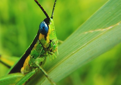 Free Grasshopper Insects photo and picture