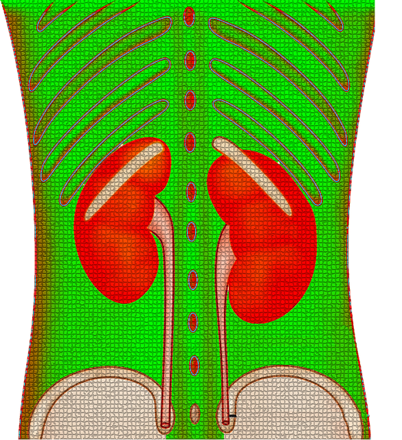 Free Kidney Renal illustration and picture