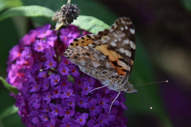 Schmetterling, Insekt, Flügel