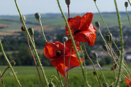 Chablis, Nahaufnahme, Blumentapete
