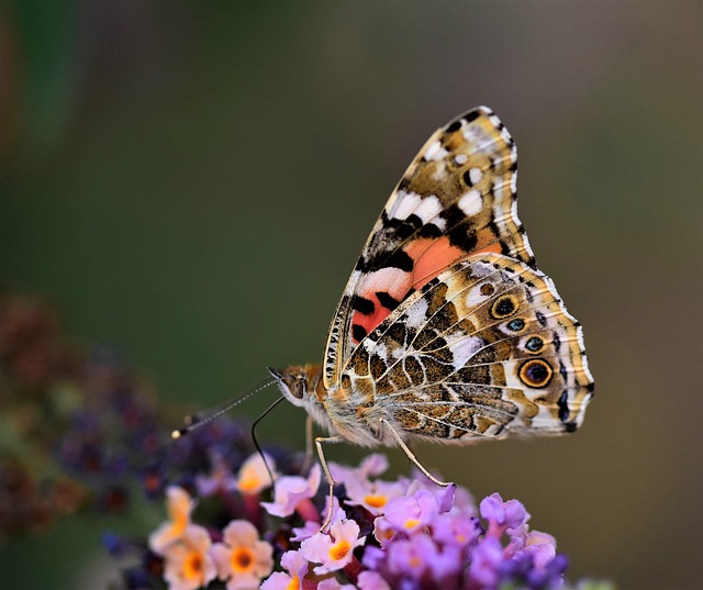 Sommerfugl, Natur, Insekt, Vinge, Fauna