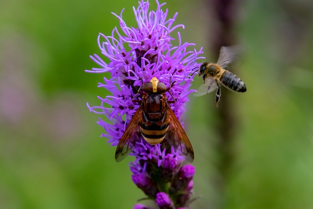Hover Fly Flower Insect - Free photo on Pixabay - Pixabay