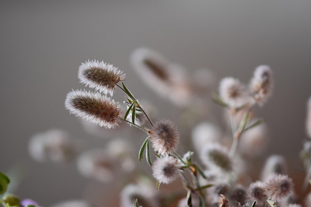 Blomstre, Blomst, Natur, Planter, Flora