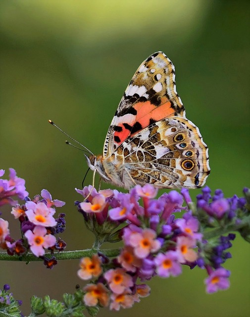 Sommerfugl, Insekt, Natur, Makro, Vinger