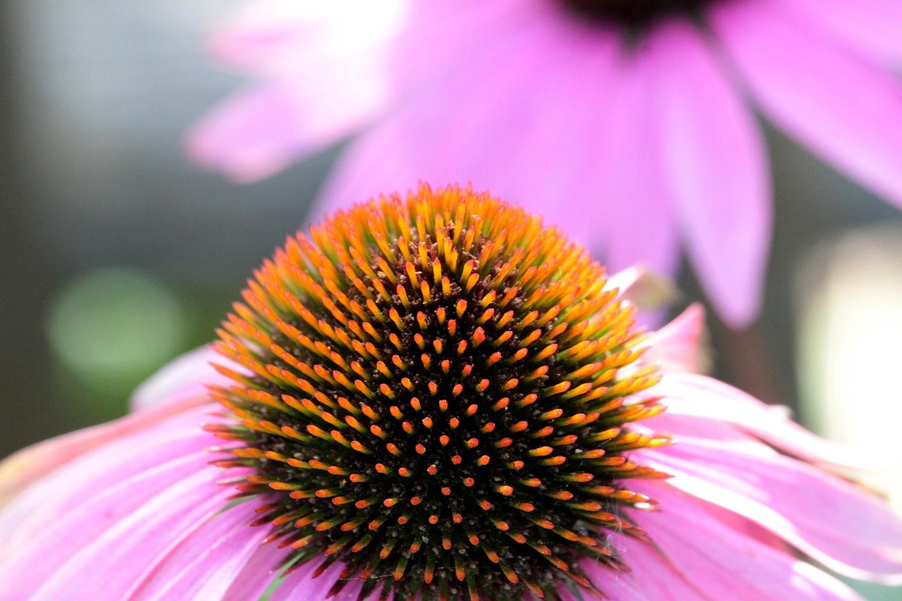 Blossom - free online jigsaw puzzle photo