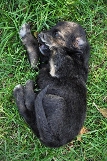 Free Dog Training photo and picture