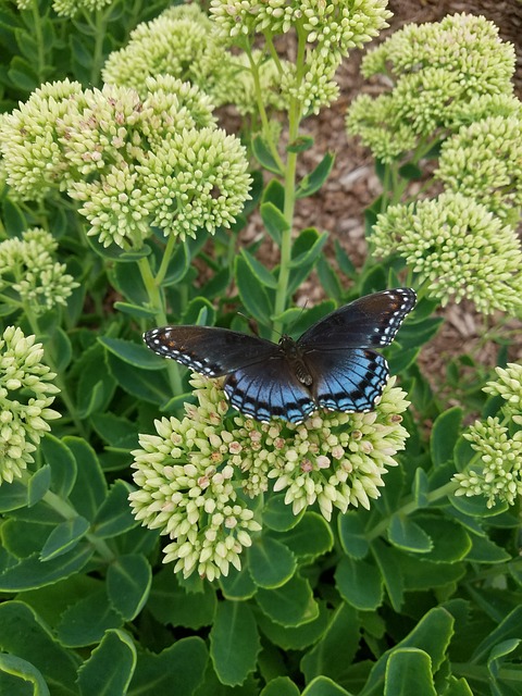Free Blue Butterfly photo and picture